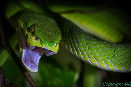 Weit offenes Schlangenmaul, Foto: Mike Großhanten