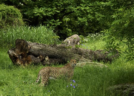 Geparden-Gehege, Foto: Kölner Zoo