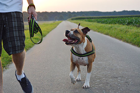 Sicheres Gassi gehen mit dem Hund Foto: pixabay, Crazypitbull