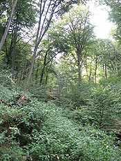 Schellenberger Wald